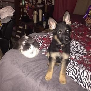 Meet your Posher, Mikie